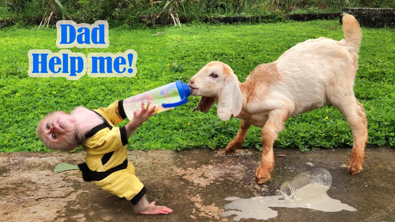 Goat suddenly competes for milk from Bon monkey - Dad help in time