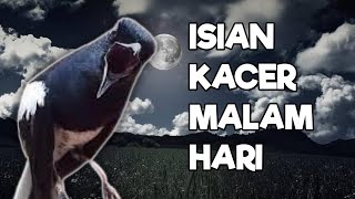 masteran kacer isian malam hari isian jelas mudah di tiru kacer apa sajah