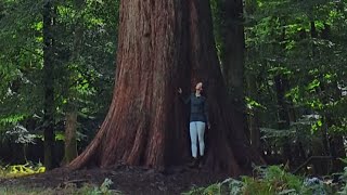 It's great to feel small! Giant Sequoias in the UK