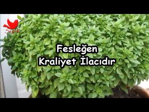 Video: Kraliyet Bitkisi - Fesleğen