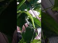 Part 2 The New Leaf #monstera #plants #newleaf #fascinating