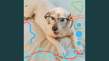 Pulsating Ambience for Dog Anxiety