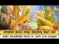 චෙක්පත්|sin