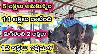 14 లక్షలు ఖర్చు చేశా|one year dairy farmer @MalleshAdla