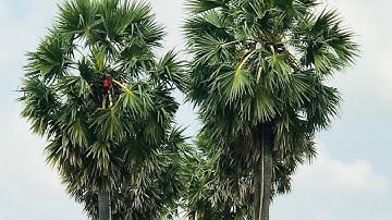 Cây thốt nốt độc nhất vô nhị tại An Giang-Cây thốt nốt hình trái tim