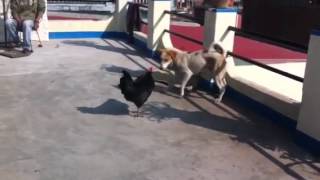 Cock with dog