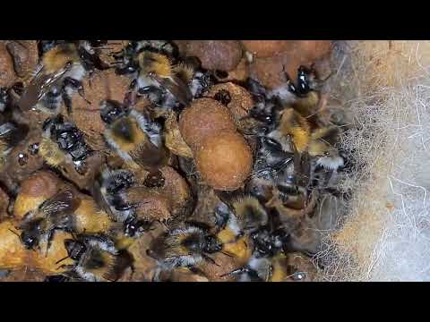Čmeláci rolní (Bombus