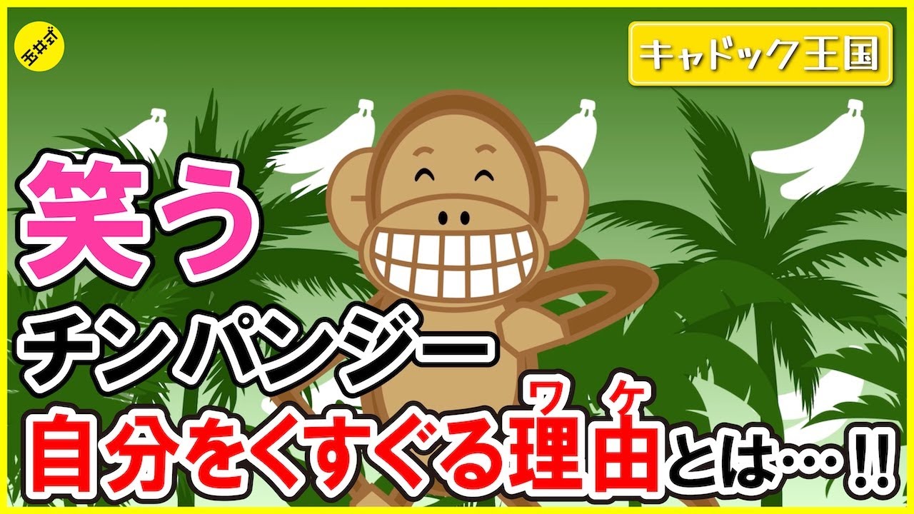 【親子で楽しめる！】笑うことが好きすぎるチンパンジーの習性【アニメキャドック王国】