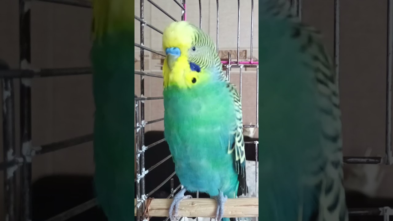 Mutluluk Sesi #birds #talkingparot #parrot #blackfacebudgie #budgies #muhabbetkuşu