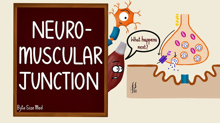 Neuromuscular Junction | NMJ | Neuromuscular transmission | Myology | Nerve Muscle Physiology