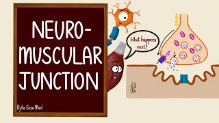 Neuromuscular Junction | NMJ | Neuromuscular transmission | Myology | Nerve Muscle Physiology