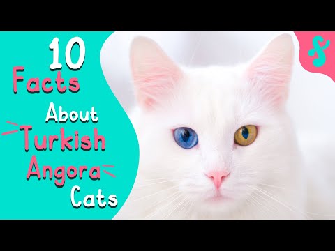 Wideo: Czy koty angorskie się ropią?
