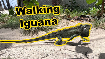 Iguana walk cycle, animation reference