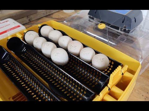 Video: Inkubacija purećih jaja: temperatura, uvjeti