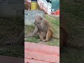 monkey eat food #entertainment