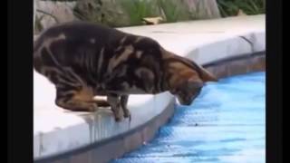 Funny Videos   Funny Cats & Dogs Video Compilation by Funny Cats Vines 2 views 8 years ago 10 minutes, 17 seconds