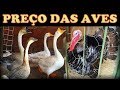 Feira do bicho: PREÇOS de galinhas, frangos, gansos, pequim, capotes, perus, patos, pavão IG etc...