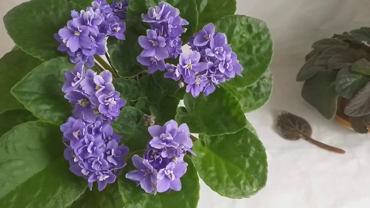 BACTERIOSIS. Causa principal de la MUERTE de las VIOLETAS AFRICANAS. Parte 4.