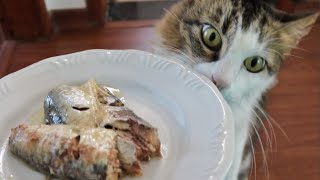 Leaving My Cat Alone with a Whole Fish by Goldenland 11,029 views 3 years ago 2 minutes, 31 seconds