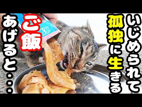 いじめられて仲間はずれで孤独に生きる猫にご飯をあげると・・・さくらねこたちへのエサやり【視聴だけでも猫を助けることになります】支援者様 視聴者様 猫たちに神のご加護を!野良猫 感動猫動画