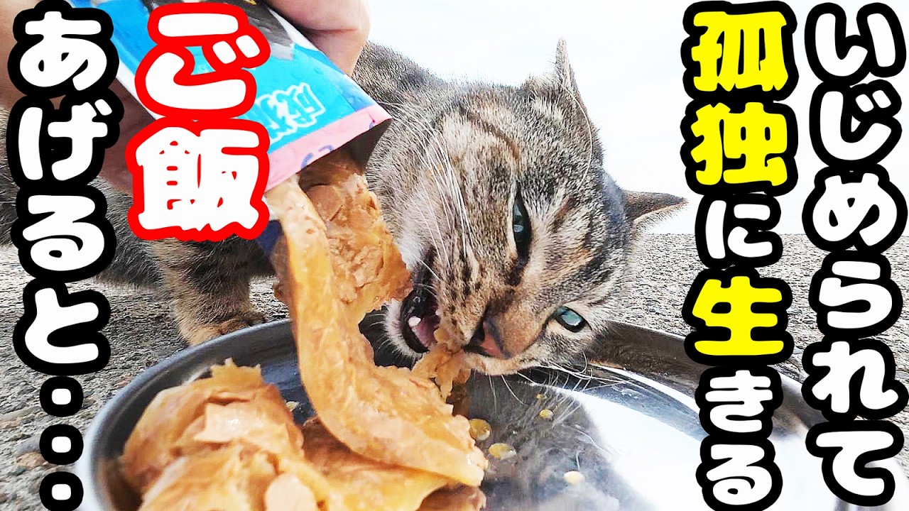 いじめられて仲間はずれで孤独に生きる猫にご飯をあげると・・・さくらねこたちへのエサやり【視聴だけでも猫を助けることになります】支援者様 視聴者様 猫たちに神のご加護を！野良猫 感動猫動画
