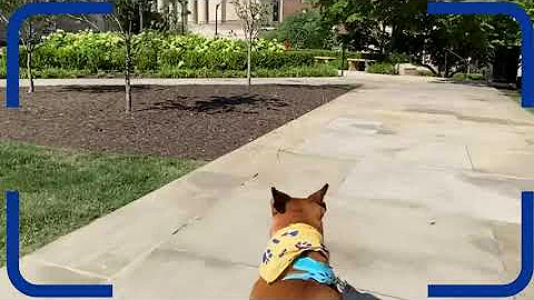 SHRS Puppy Vision