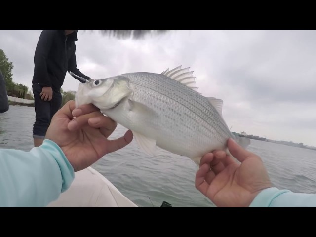 Silver Bass or White Bass