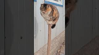 The Cat Climbed On The Pole😼 #Cute #Funny #Pets #Cat #Shorts