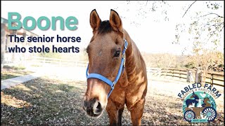 Boone: The Senior Horse Who Stole Hearts | Fabled Farm
