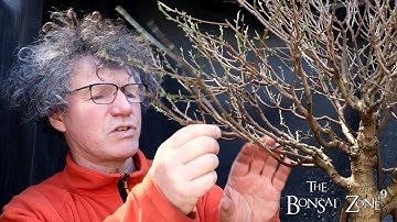 Pruning My Ficus microcarpa, Part 1, The Bonsai Zone, April 2022