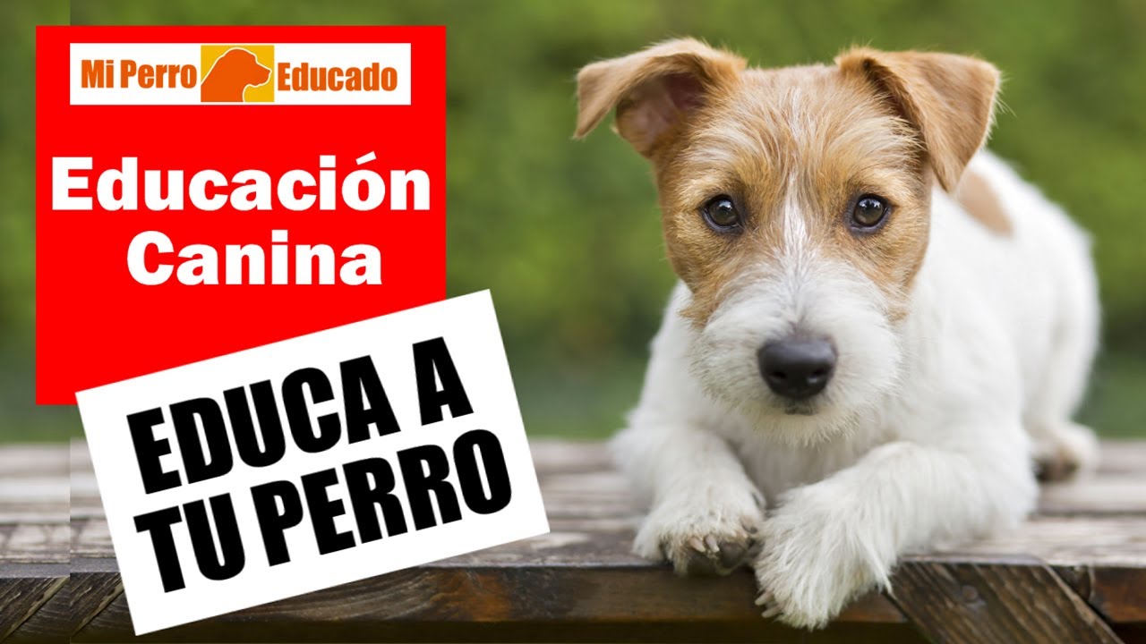 Como hacer para que mi perro acepte a otro perro