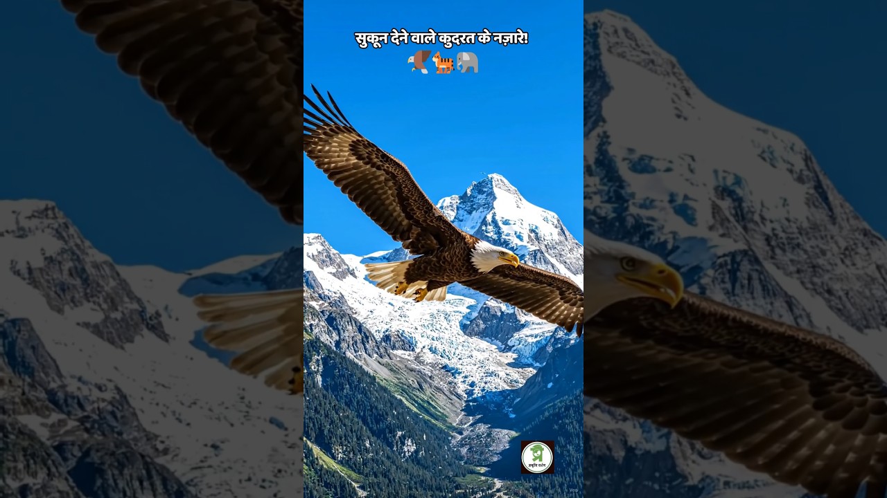 Nature's Incredible Wonders 🌿🦅 | Himalayan Tiger, Elephant & Beautiful Birds #shorts #wildlife