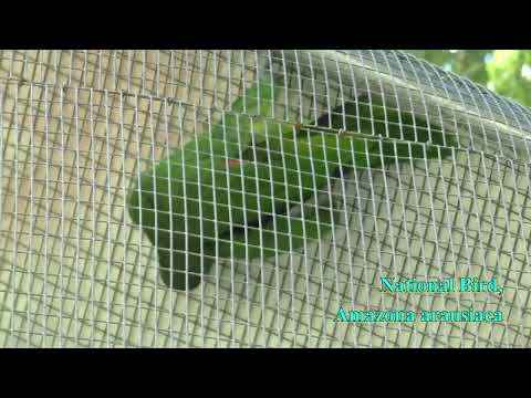 Parrot Conservation Center - St Lucia