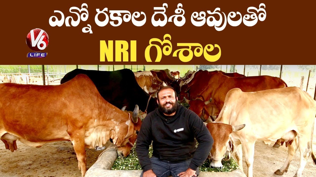 Special Story on Gayathri Goshala | NRI Setup Goshala with Swadeshi Cows | V6 Life