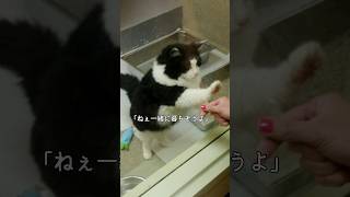 「一緒に暮らそう」と保護施設のガラス窓に手をかざし続ける猫  #cat #感動 #猫