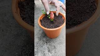 How To Grow Hibiscus Flower Buds From Flowerhibiscus Flower Care In Wintershortshortshibiscus