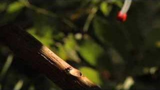 Hummingbird Test 2 DVX100B