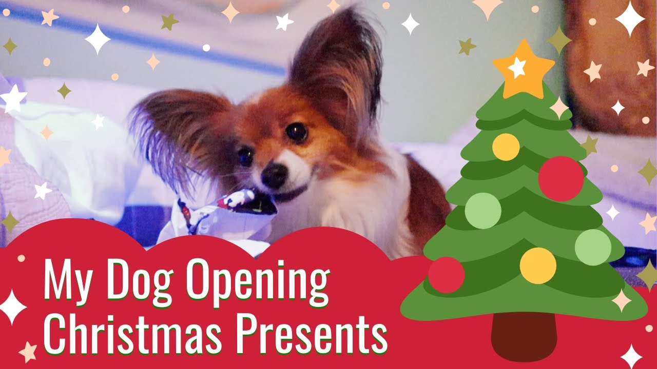 christmas presents for my dog