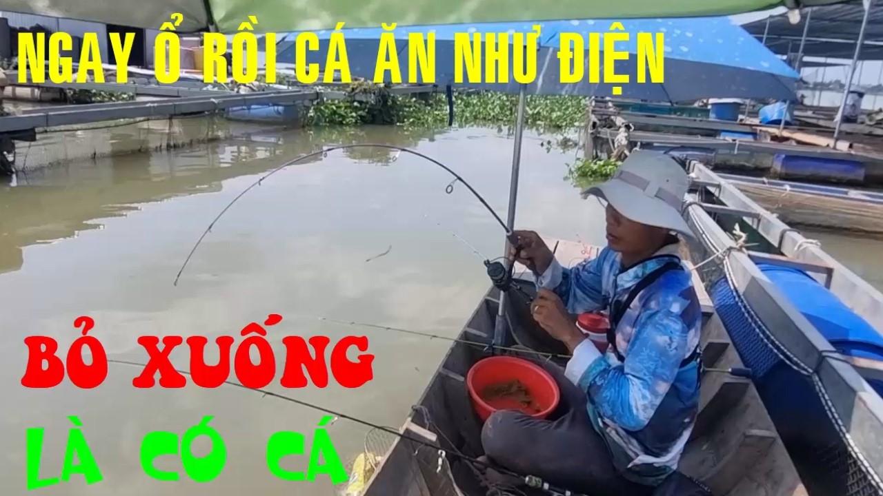 🐟Câu Cá Dảnh Ngoài Bè Ngay Ổ Cá Dảnh Rồi Cá Ăn Bốp Mồi Không Kịp, Có Cây Cá Ăn Liên Tục Như Điên🐟