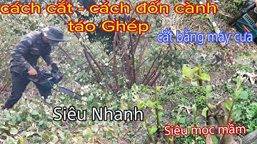Cách Cắt, Cách Đốn Cành Cây Táo Ghép - Hàng Năm. // Vườn Cây Ăn Trái Vlog