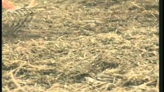 Christmas Tree Recycling Program 2011