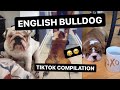 ENGLISH BULLDOG||TIKTOK COMPILATION *FUNNY* 😂🥺