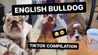 ENGLISH BULLDOG||TIKTOK COMPILATION *FUNNY*