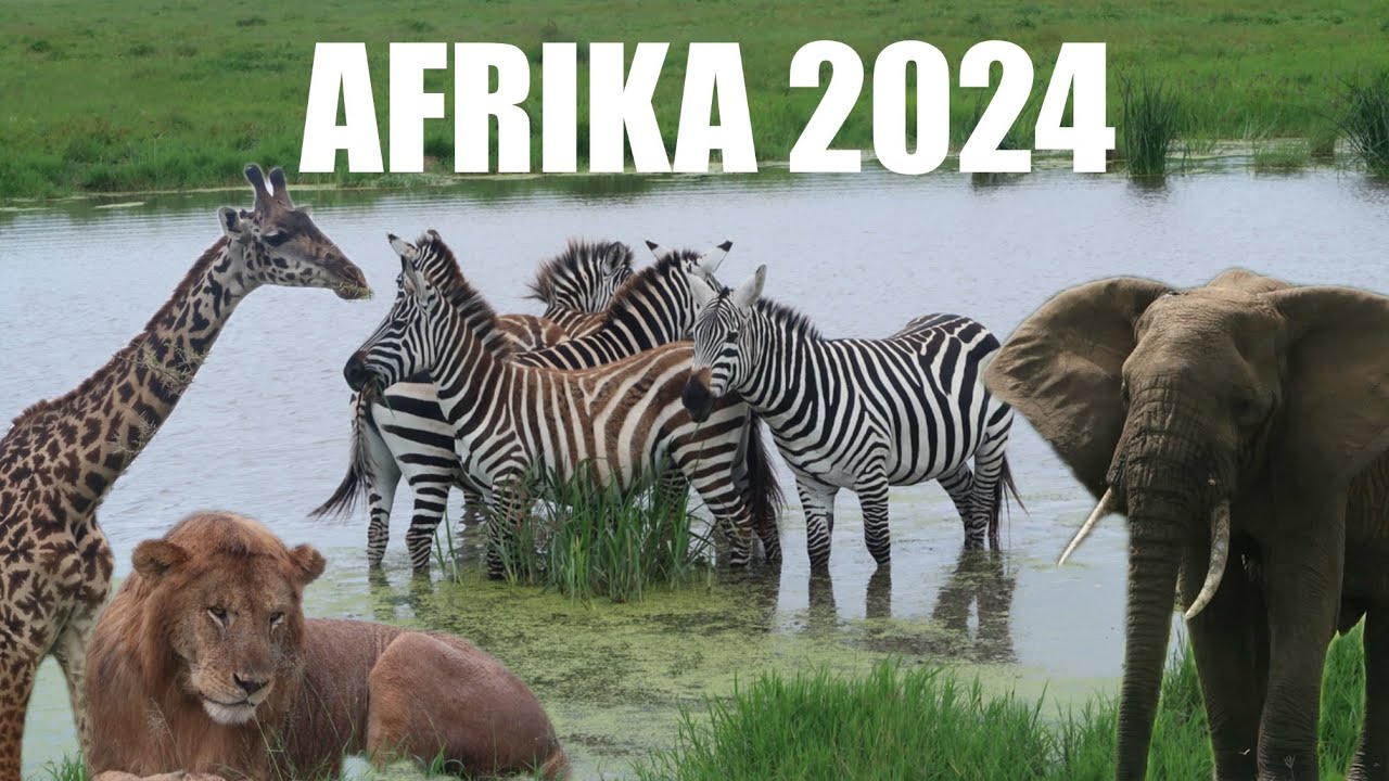 på safari i tanzania || Afrika 2024 - VLOGG