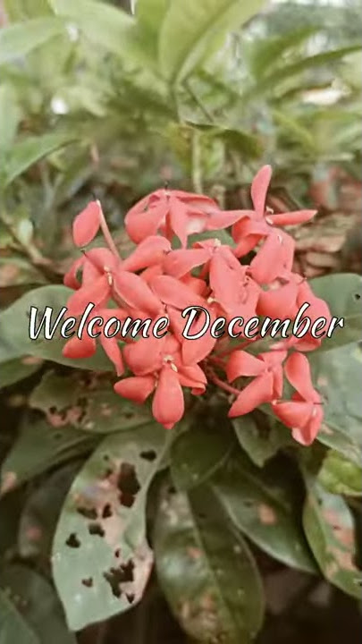 Welcome December