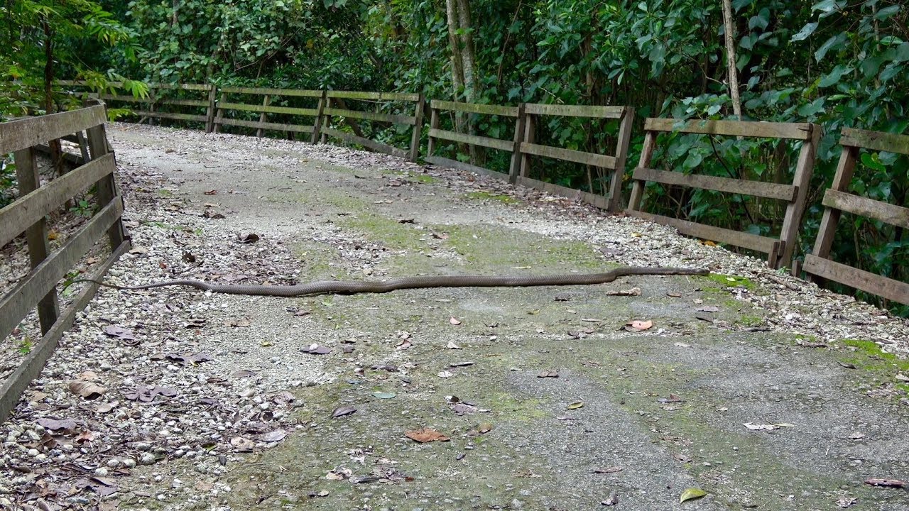 venomous snakes in georgia I Found a Large King Cobra!!!