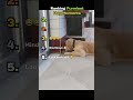 Ranking Funniest Dog Moments #funny #shorts #dogs