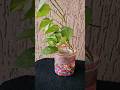 small craft big makeover #foryou #home #ytshorts #shorts #reels #plants #youtubeshorts