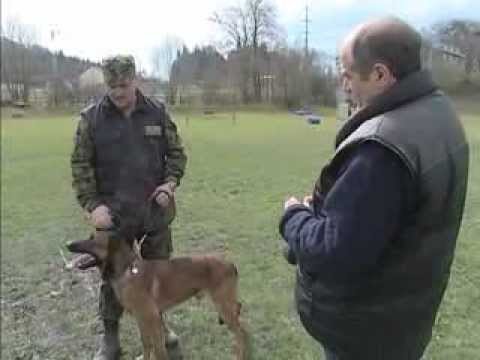 Vidéo: Chiens En Déploiement : Aider Les Militaires à Garder Leurs Animaux De Compagnie