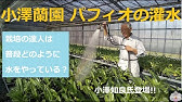 Paph Sanderianum パフィオ サンデリアナム 開花中 Youtube Paph Sanderianum パフィオ サンデリアナム 開花中 Youtube